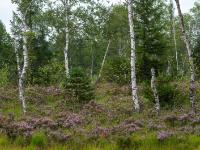 Impression vom Egerndacher Filz mit blühender Besenheide und Birkenstämmen